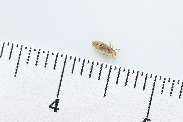 Head Lice Pictures | How big are head lice? | NitWits