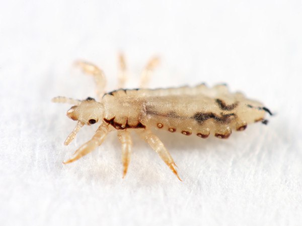 Head Lice Pictures | Adult Head Lice - Louse | NitWits