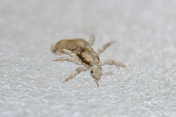 Head Lice Pictures | Adult Head Lice - Louse | NitWits