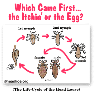 Head Lice Lifecycle of the Louse