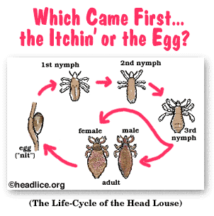 Head lice lifecycle