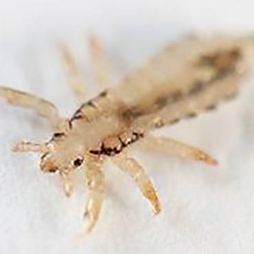 Signs and symptoms of head lice 