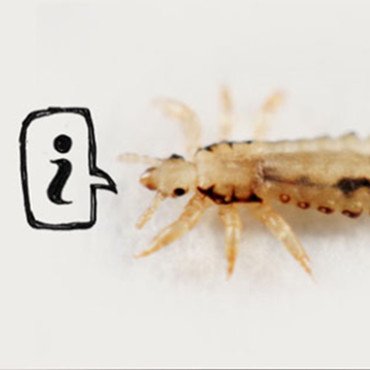 Head lice facts 