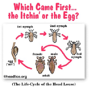 Head Lice Lifecycle