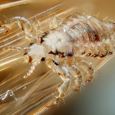 Super Lice – true or false?